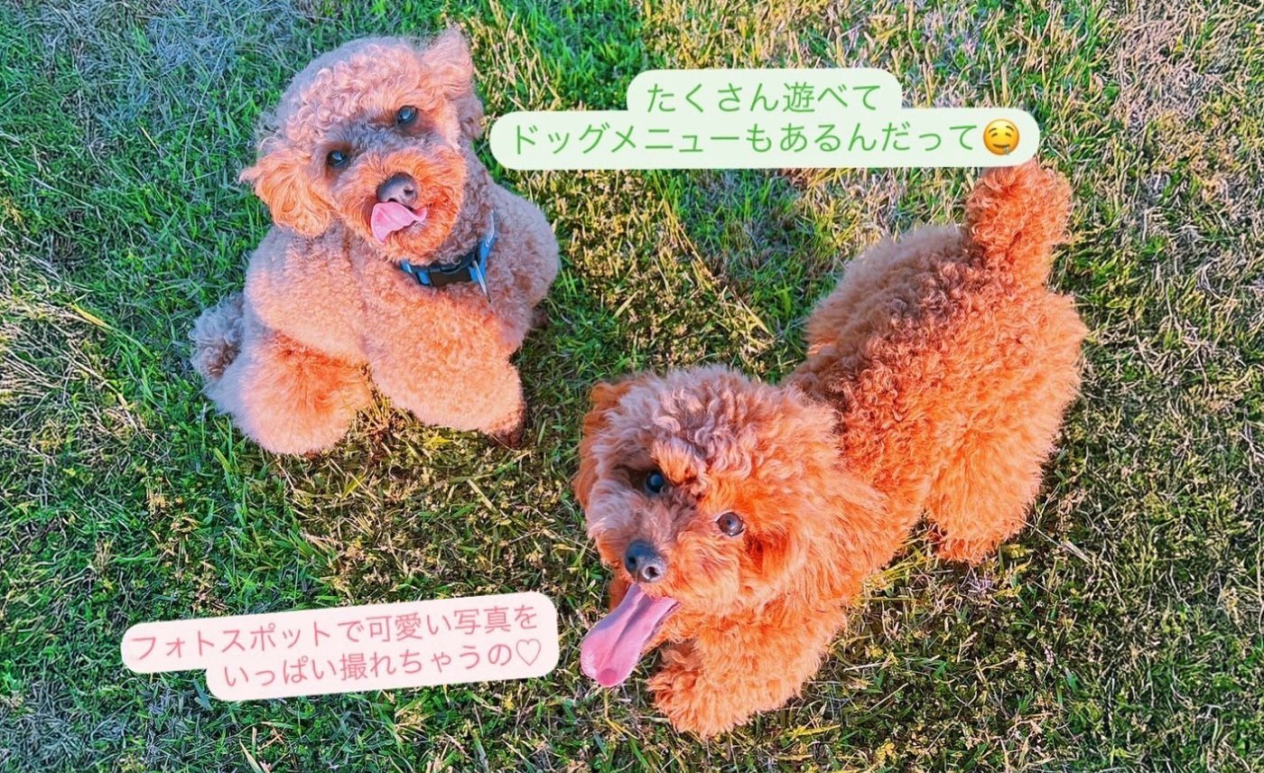 ドッグラン&カフェ ジョワレーヴ